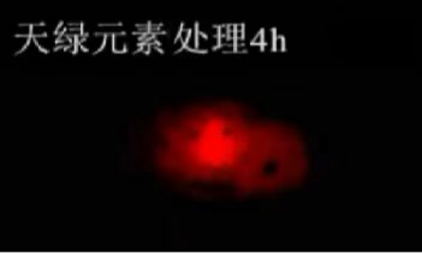 斑马鱼实验天绿元素处理-4h.png 斑马鱼实验天绿元素处理-4h.png