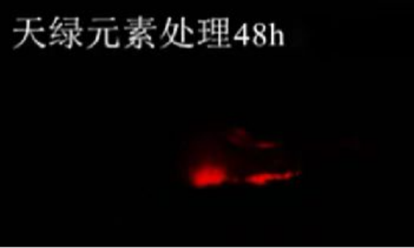 斑马鱼实验天绿元素处理-48h.png 斑马鱼实验天绿元素处理-48h.png