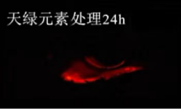 斑马鱼实验天绿元素处理-24h.png 斑马鱼实验天绿元素处理-24h.png