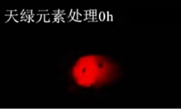 斑马鱼实验天绿元素处理-0h.png 斑马鱼实验天绿元素处理-0h.png